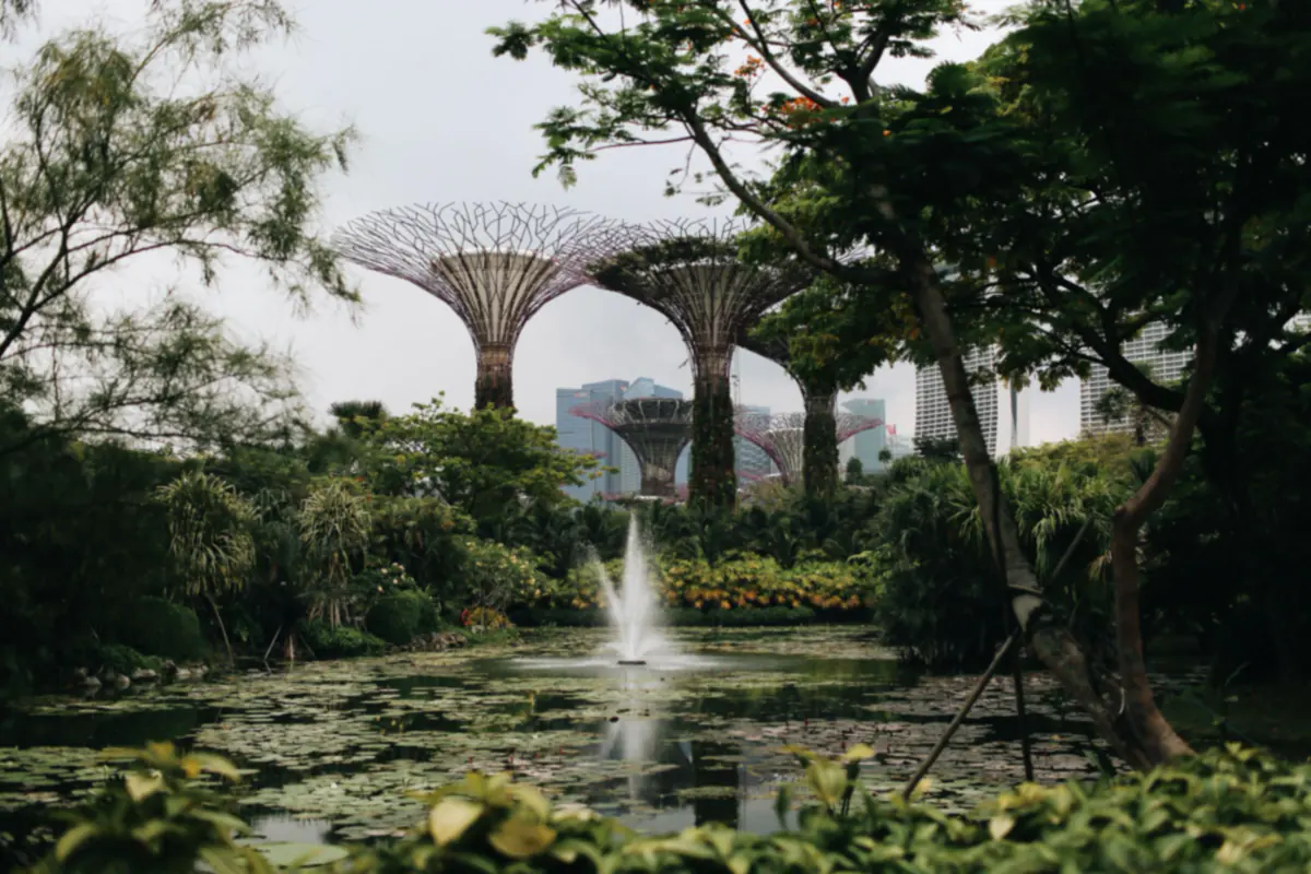 Supertree structures at Gardens by the Bay above tropical plants and a lily pond with a fountain, with towers behind