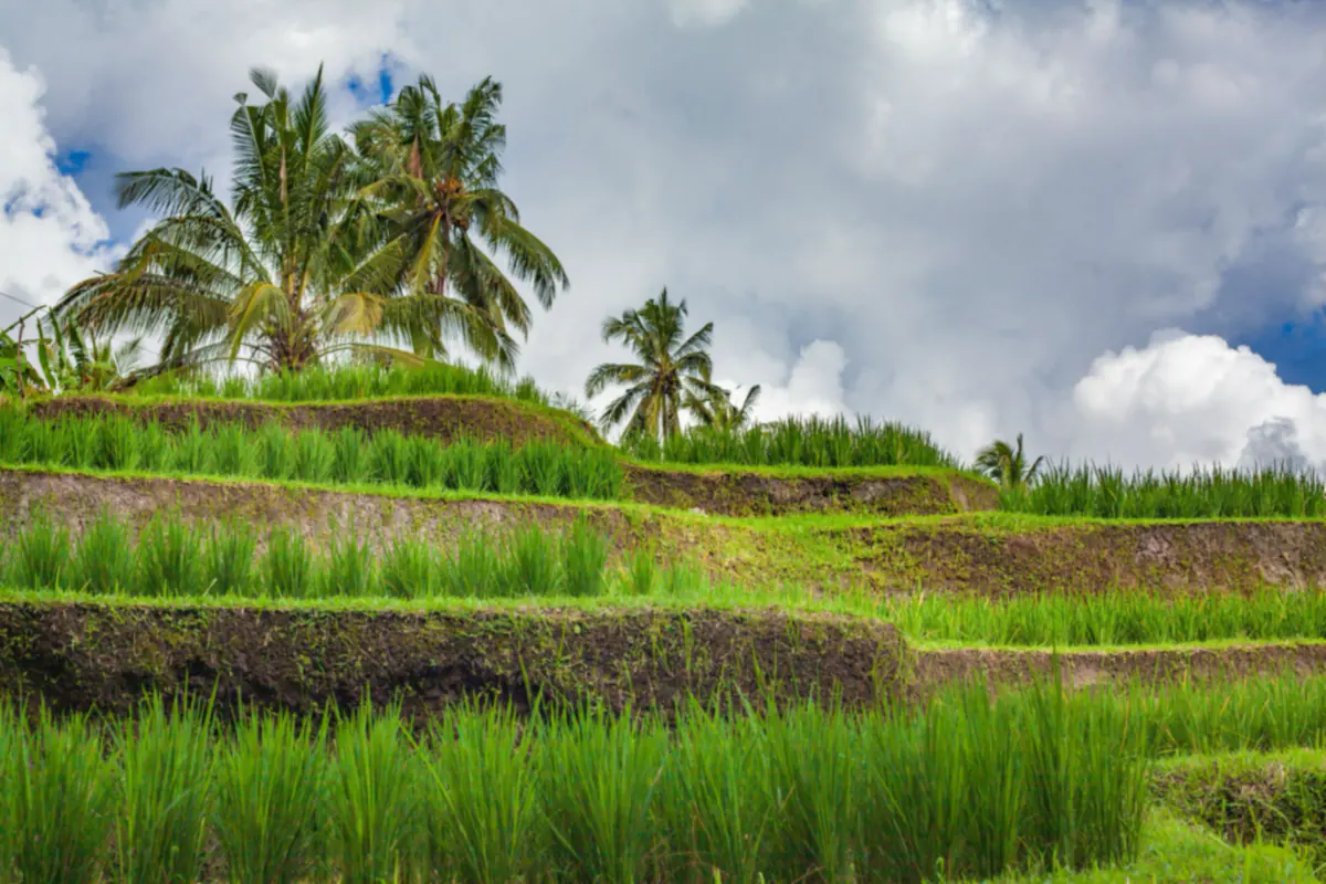 Terraced rice fields with young green rice and coconut palms under a cloudy sky at Jatiluwih in Bali