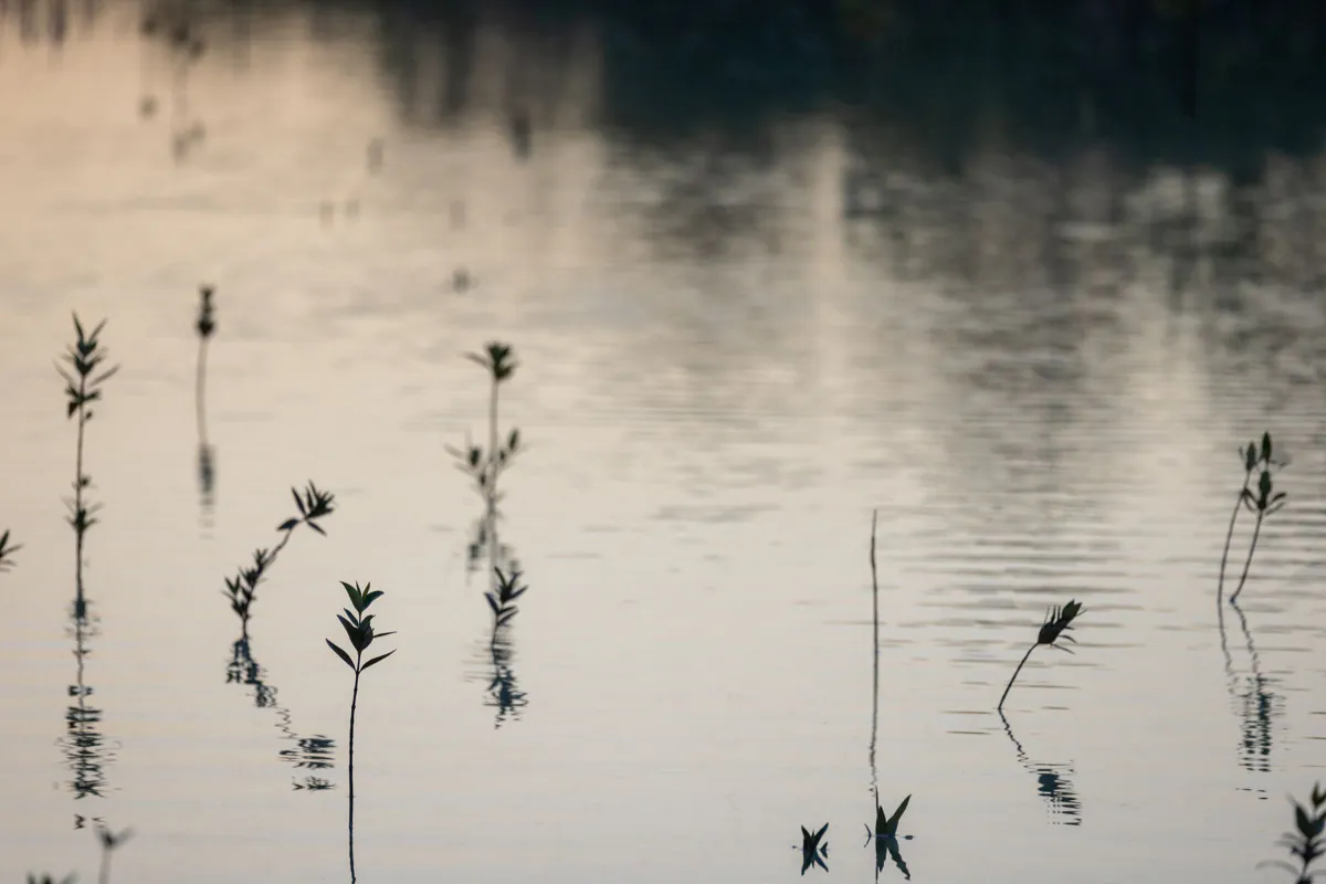 Young mangrove shoots standing in calm water with soft reflections at dusk