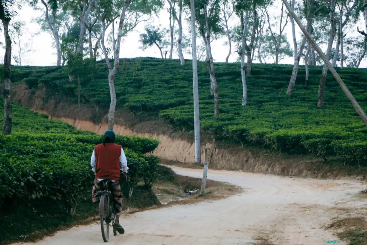 A cyclist seen from behind on a dirt road winding between tea bushes and tall shade trees