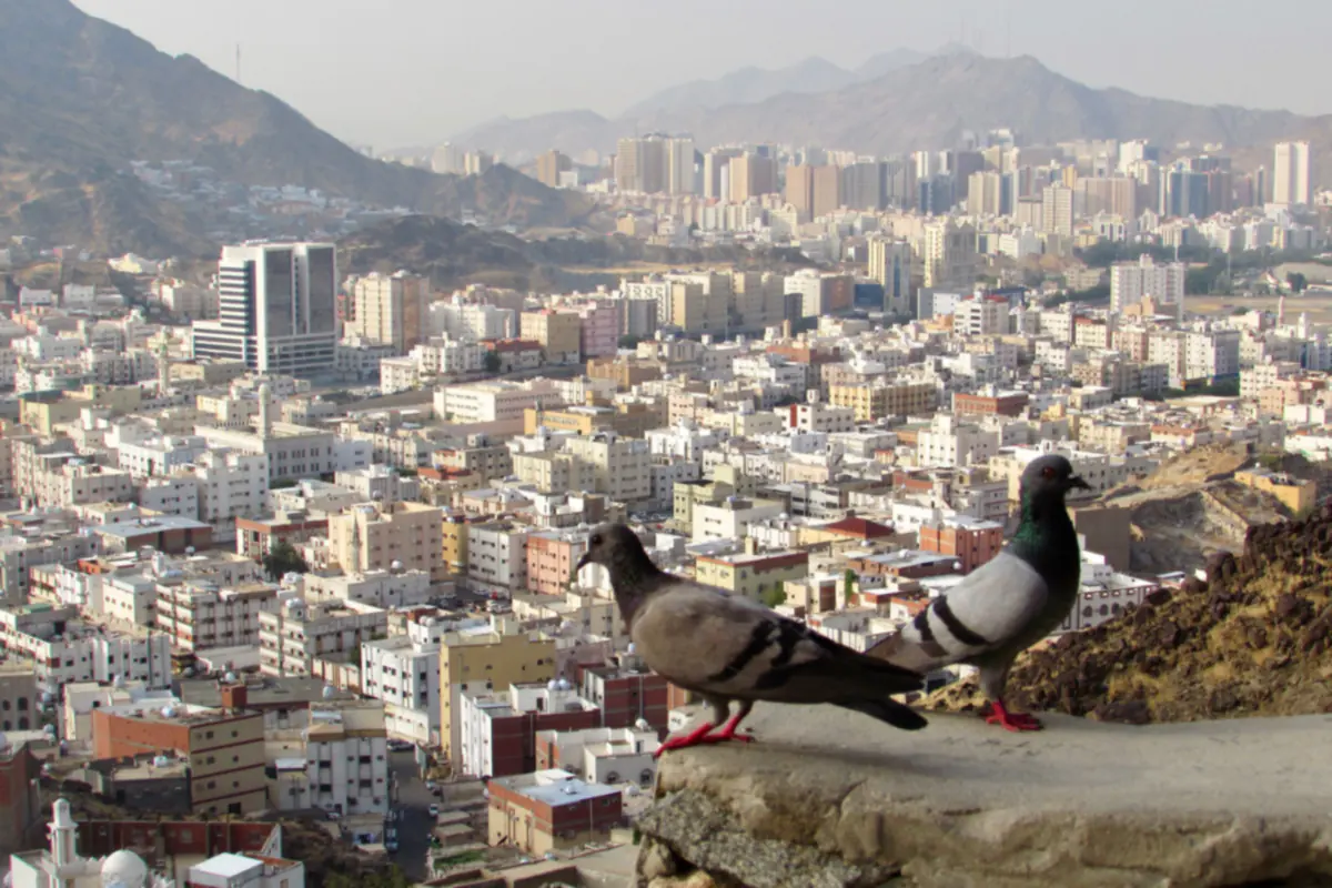 Two pigeons on a stone ledge above the buildings of Makkah, with rocky mountains behind